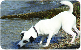 Parson Russell Terrier ZARA - Hainburg